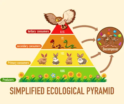 Food chain diagram