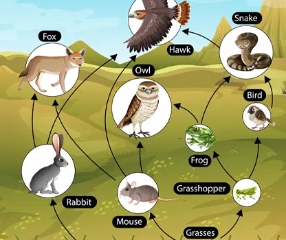 Food chain diagram
