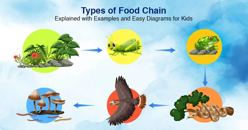 Types of food chain explained for kids